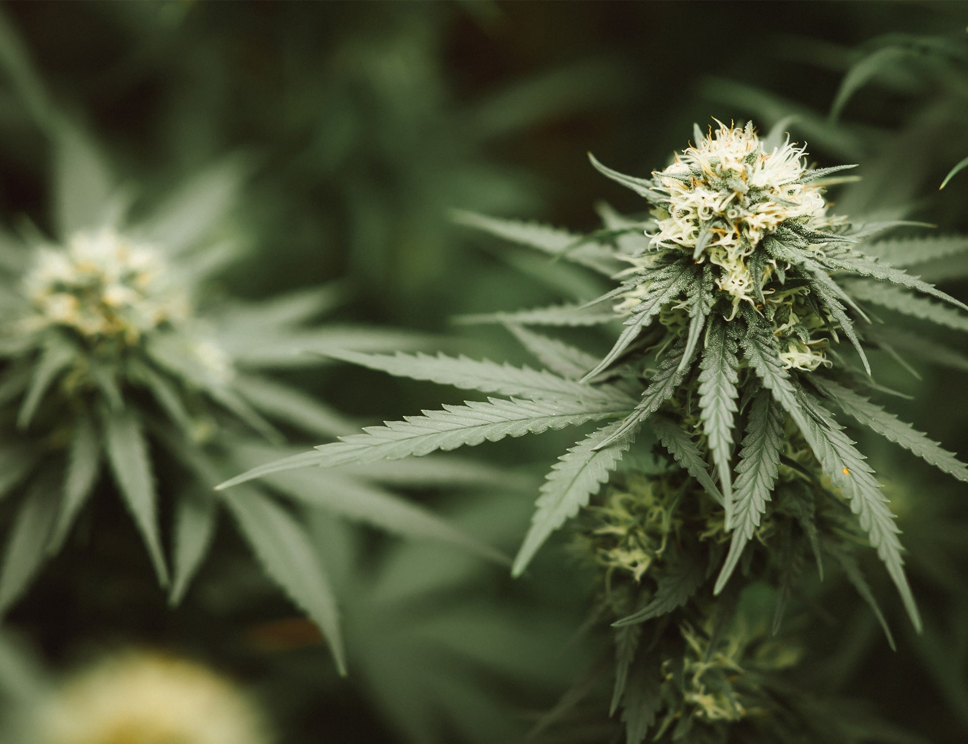 CBD et DOMS : Récupération Musculaire Après Entraînement