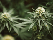 CBD et DOMS : Récupération Musculaire Après Entraînement