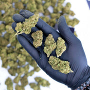 Gorilla Glue CBD – Greenhouse
