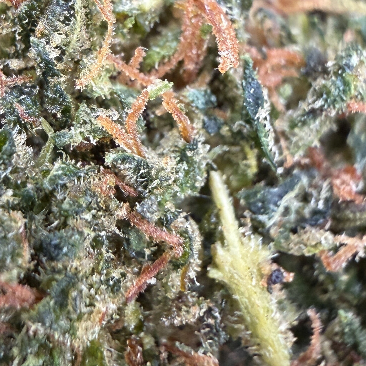 Super Skunk - 60% THCX