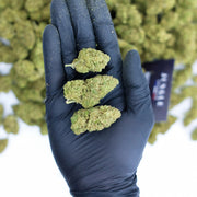 Lemon Haze OG CBD – GlassHouse Premium