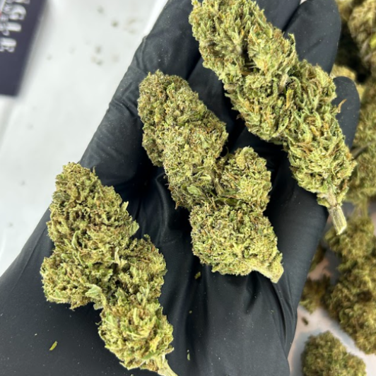 OG Kush CBD – Greenhouse