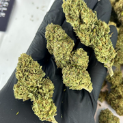 OG Kush CBD – Greenhouse