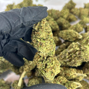 OG Kush CBD – Greenhouse