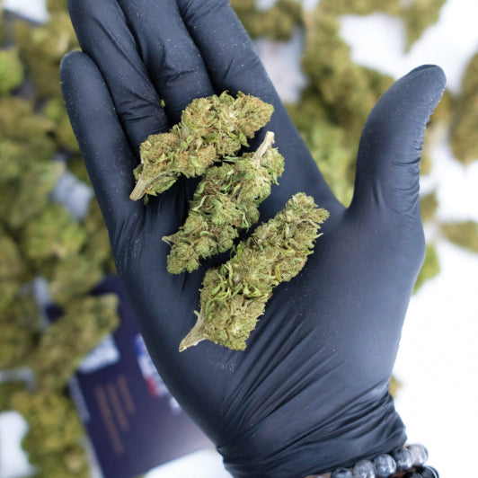 Skywalker – Greenhouse (Small Bud)