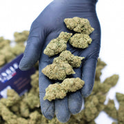 Strawberry – Outdoor